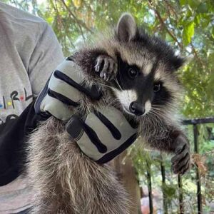 armor hand raccoon rescue feaature