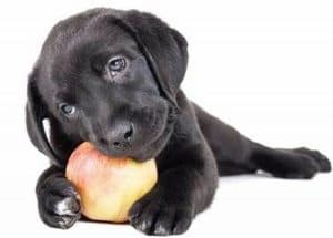 dog eating apple one health mission