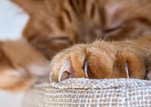 close up of cat claws
