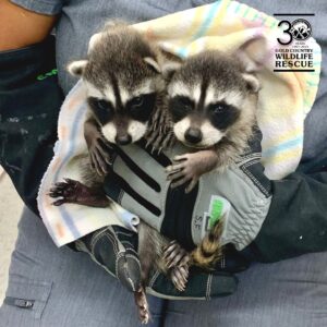 gcw baby raccoon rescue feature