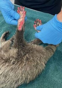 raccoon rescue wcas 01