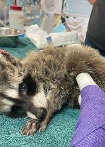raccoon rescue wcas 03