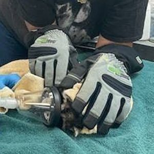 raccoon rescue wcas feature