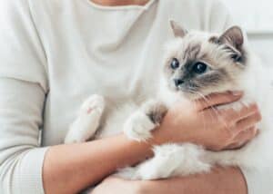 avoid cat scratches hero