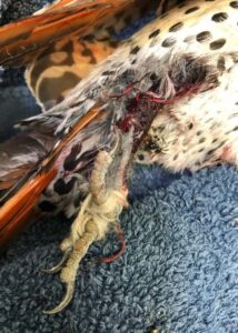 northern flicker rescue 01