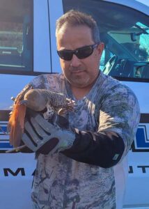 northern flicker rescue 02