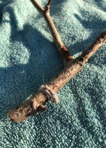 northern flicker rescue 03