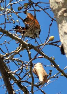 northern flicker rescue 04