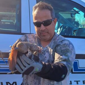 northern flicker rescue feature