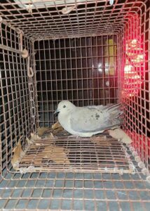 chimney bird rescue 02