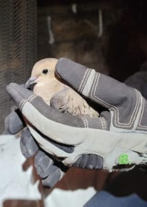 chimney bird rescue 03