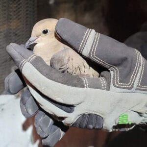 chimney bird rescue feature