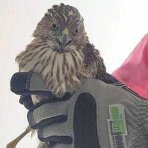 coopers hawk feature