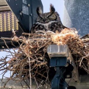 great horned owl rescue feature