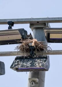 great horned owl rescue02