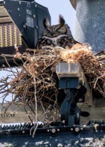 great horned owl rescue03