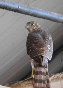 home depot hawk rescue 01