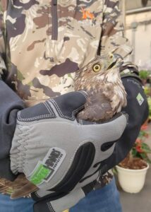 home depot hawk rescue 04