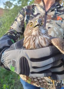 home depot hawk rescue 05