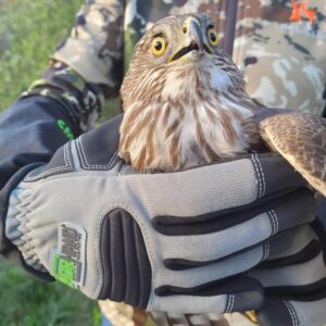 home depot hawk rescue feature