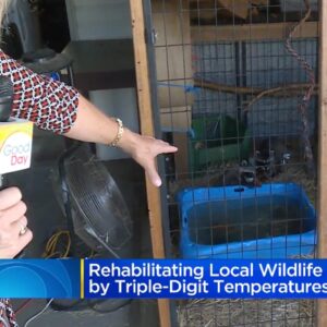 racoon rehab feature