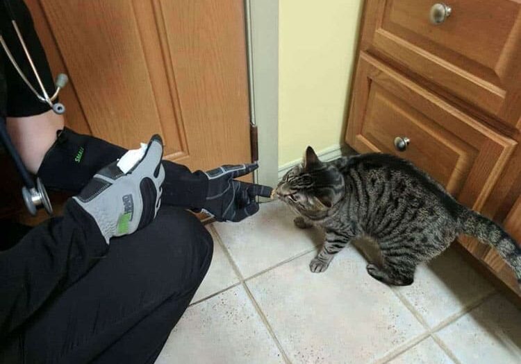 armor hand feline patients 01