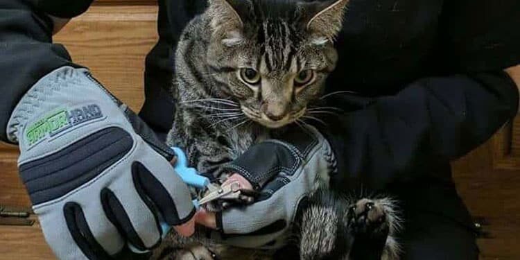 armor hand feline patients 02