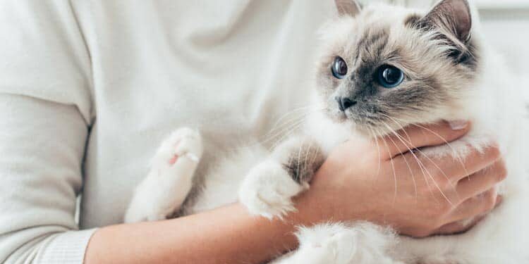 avoid cat scratches hero