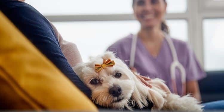 avoid pet injuries pet owner