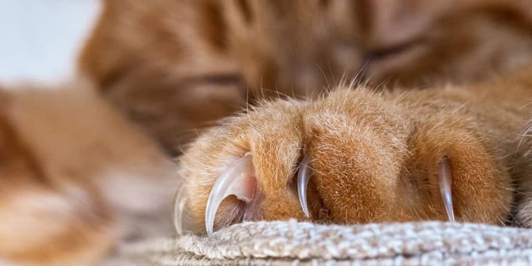 close up of cat claws