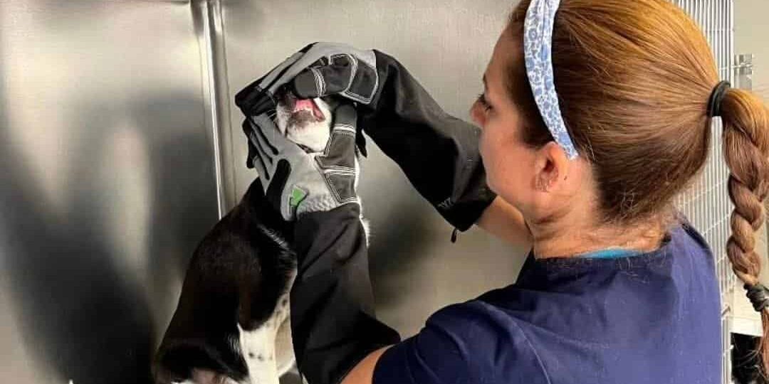 dr marks uses armor hand gloves