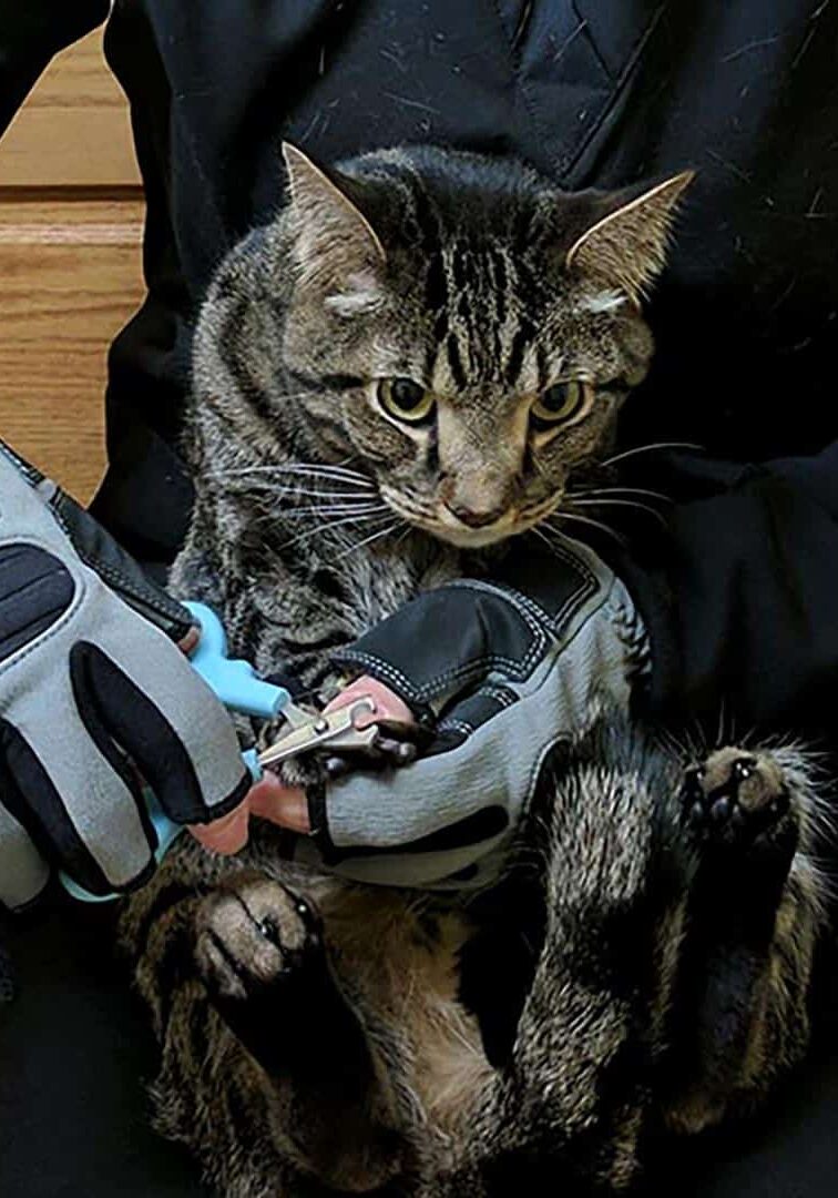 Dr. Laura Trimming Cat Nail