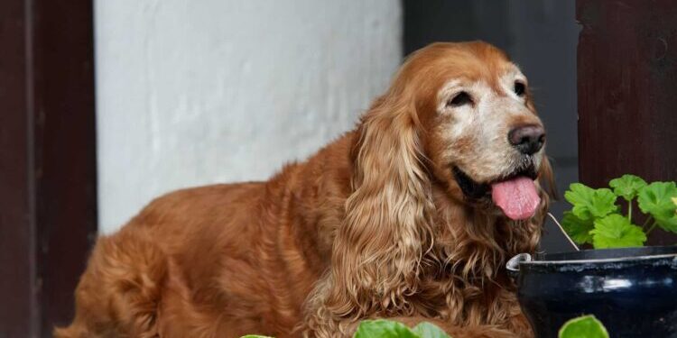 Older resting Cocker Spaniel