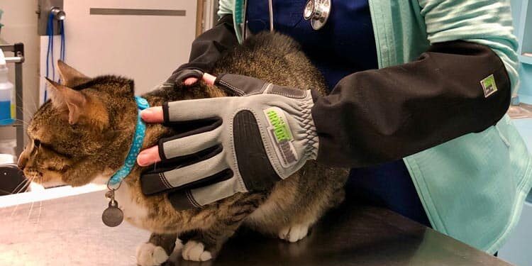 press release pets magazine feature