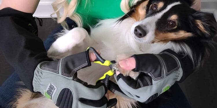 press release the pet blog lady