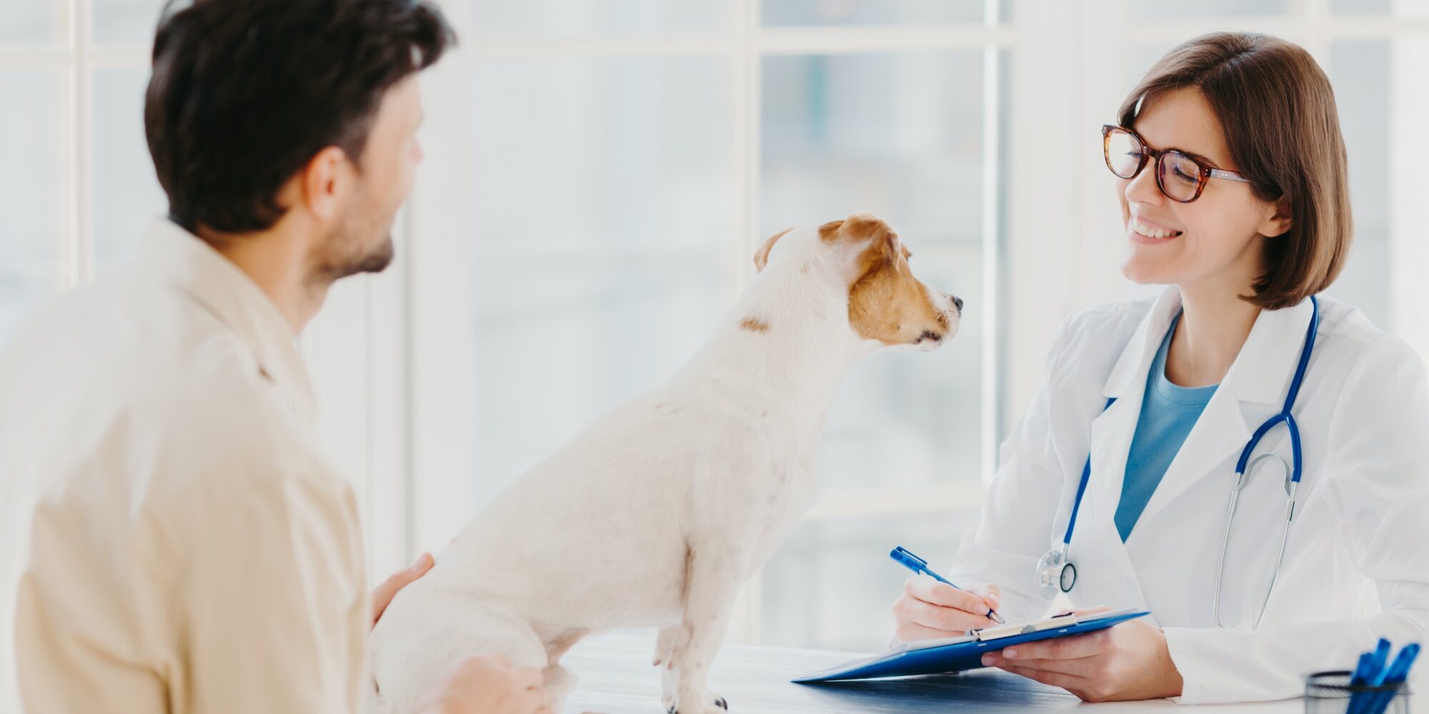 Vet checks pet in hospital, modern office, communicates with male host