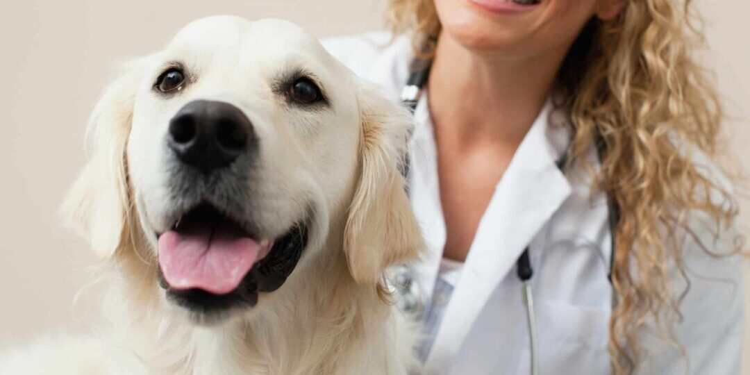 Veterinarian petting dog in office