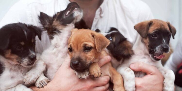 Young man holding 5 puppies in his hands. Cute gog family together.